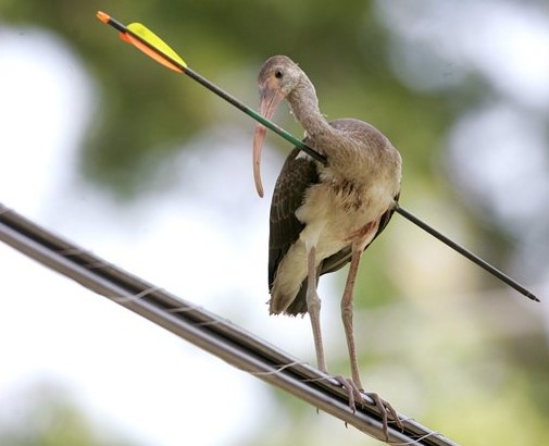 White ibis in Holly Hill, Florida.  Associated Press photo