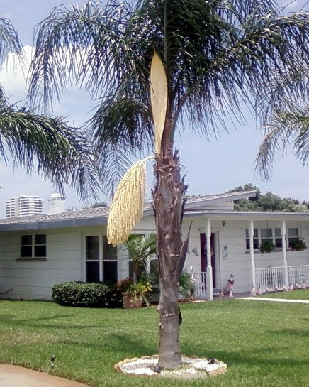 Photo: Blooming Cocos Plumosa Queen Palm, Ormond Beach, Florida, July 5, 2009