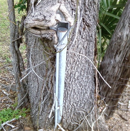 Photo: Tree swallows steel fence post, Florida, May 14, 2009